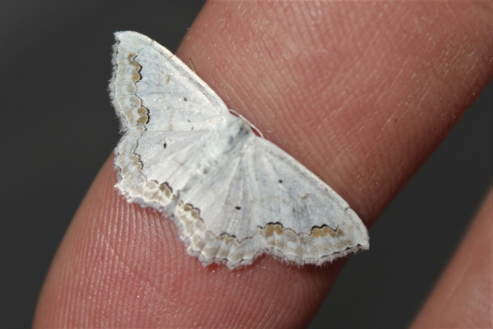 Scopula ornata - díszes fehéraraszoló