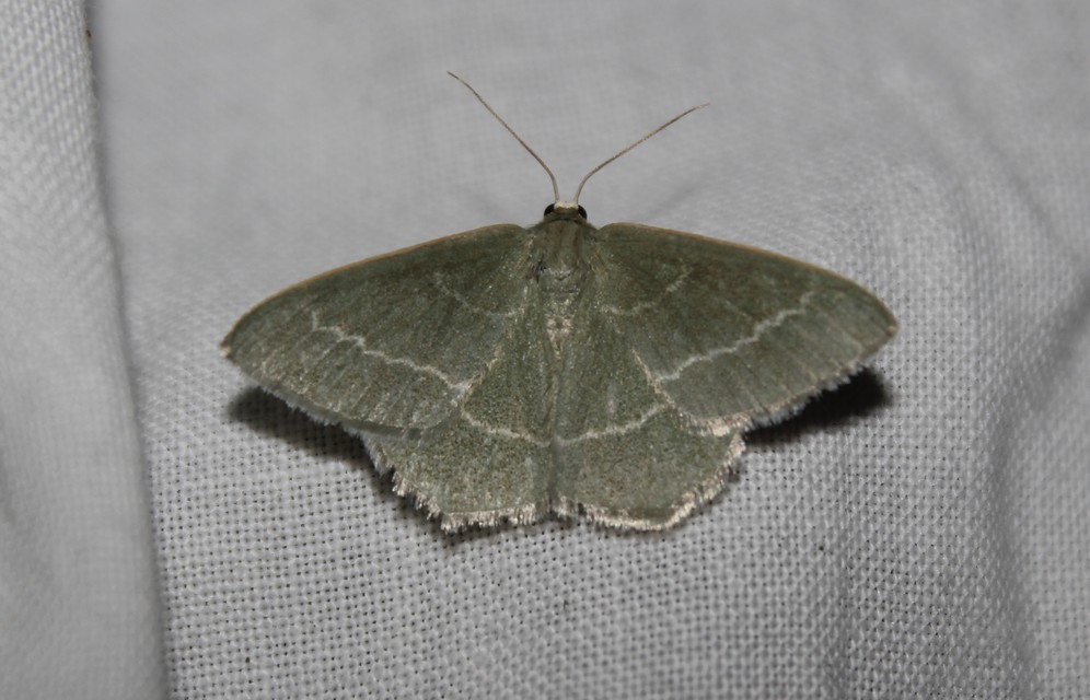 Chlorissa viridata - üdezöld araszoló
