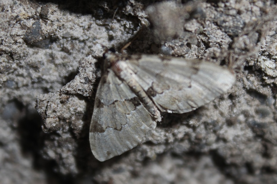 Colostygia pectinataria - zöld levélaraszoló