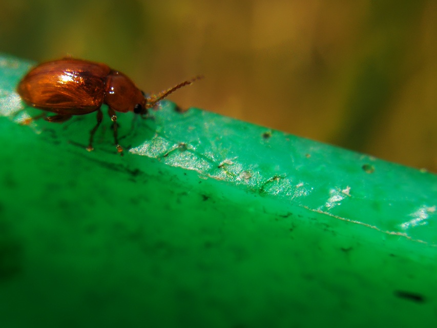 Neocrepidodera ferruginea - közönséges pázsitfű-földibolha