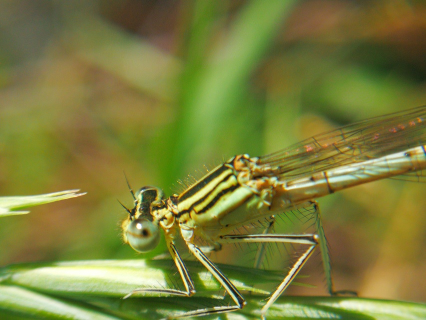 Platycnemis pennipes - széleslábú szitakötő