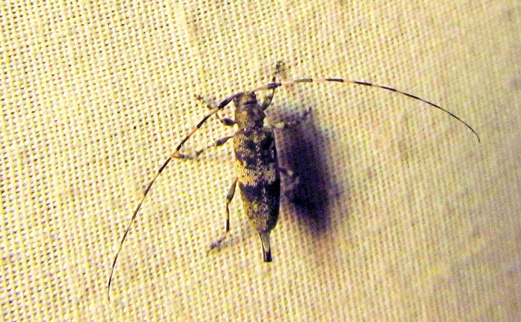 Acanthocinus griseus - szürke daliáscincér