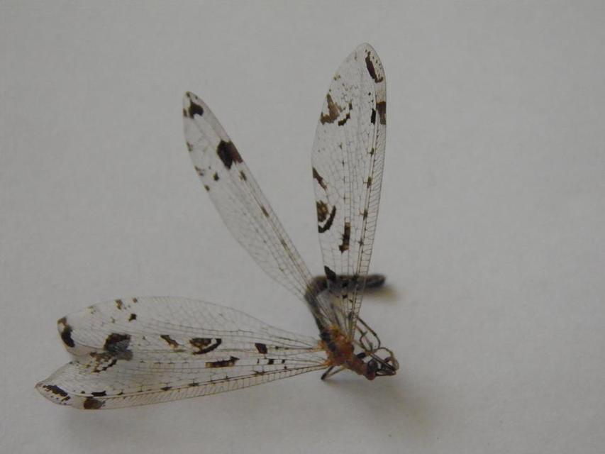 Dendroleon pantherinus - párducfoltos hangyaleső