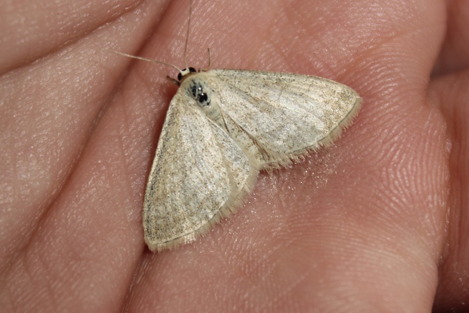Scopula virgulata - vesszős sávosaraszoló