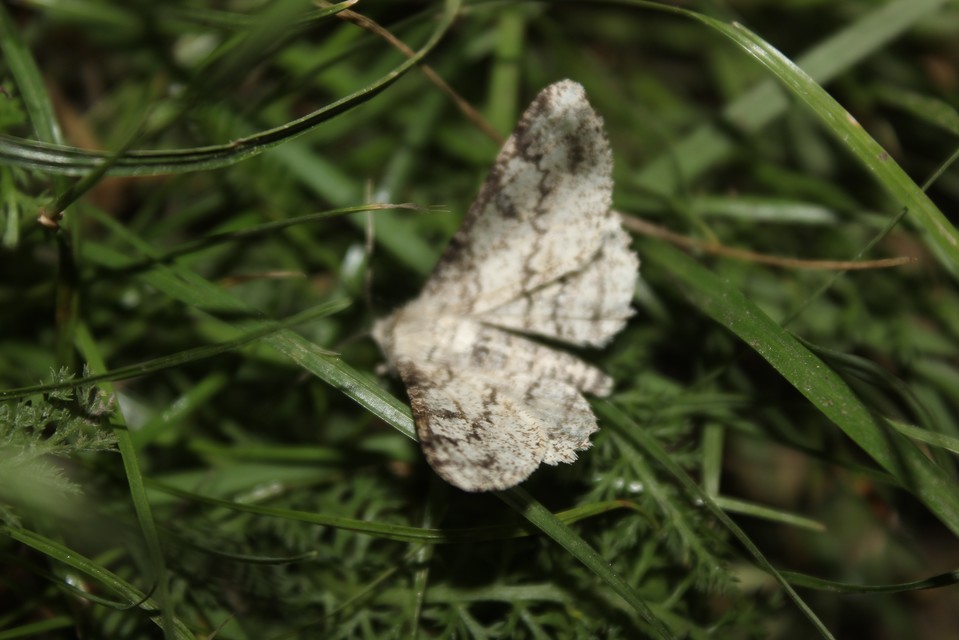 Ascotis selenaria - holdas faaraszoló