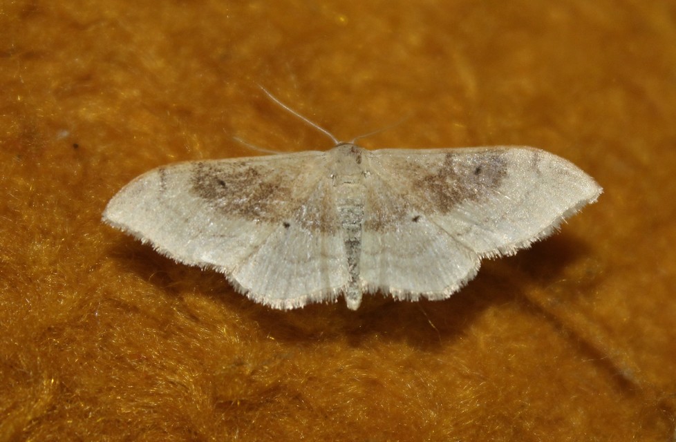 Idaea degeneraria - barnasávos araszoló
