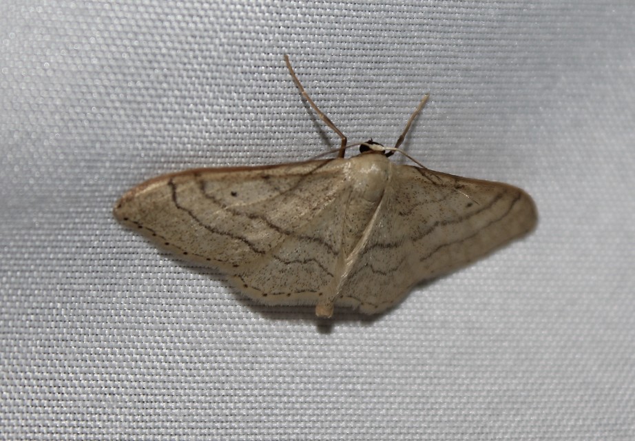 Idaea aversata - nagy sávosaraszoló