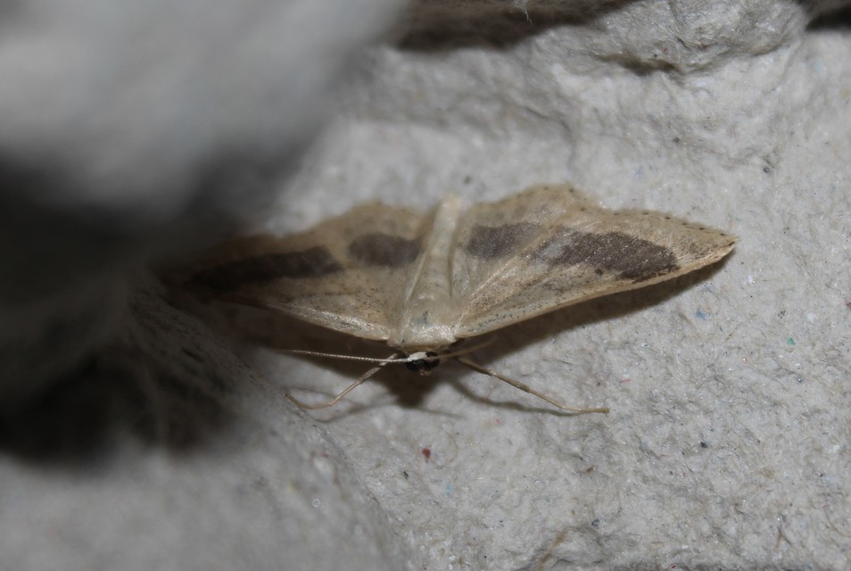 Idaea aversata - nagy sávosaraszoló