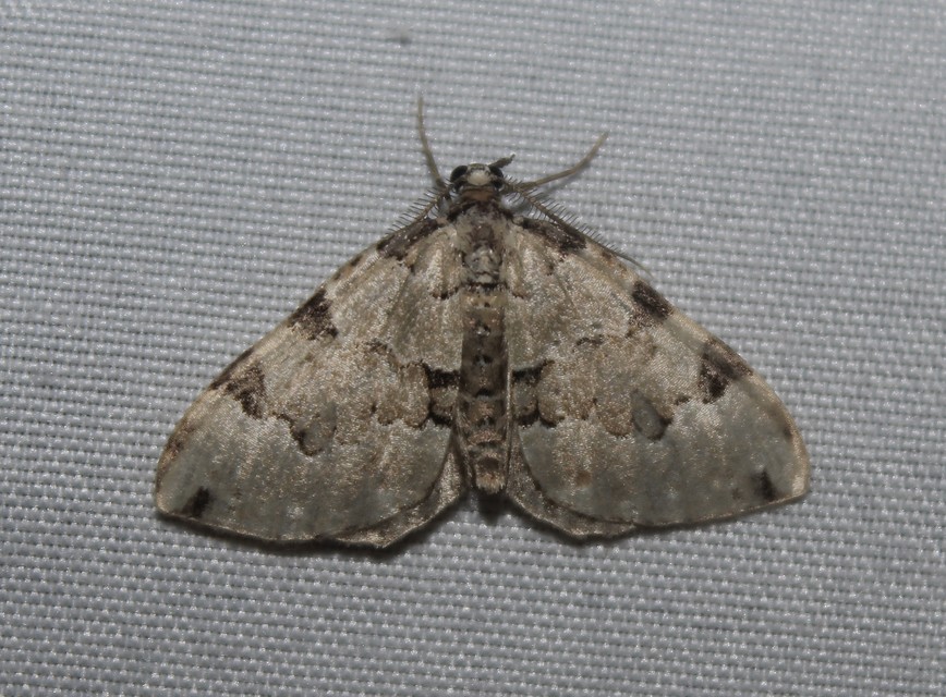 Colostygia pectinataria - zöld levélaraszoló