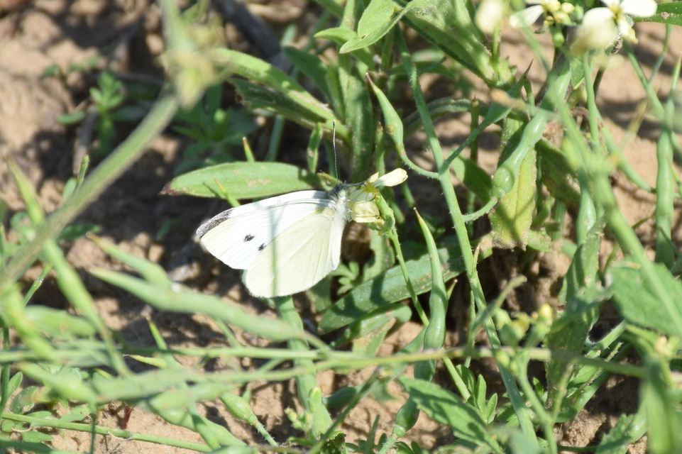 Pieris rapae - répalepke