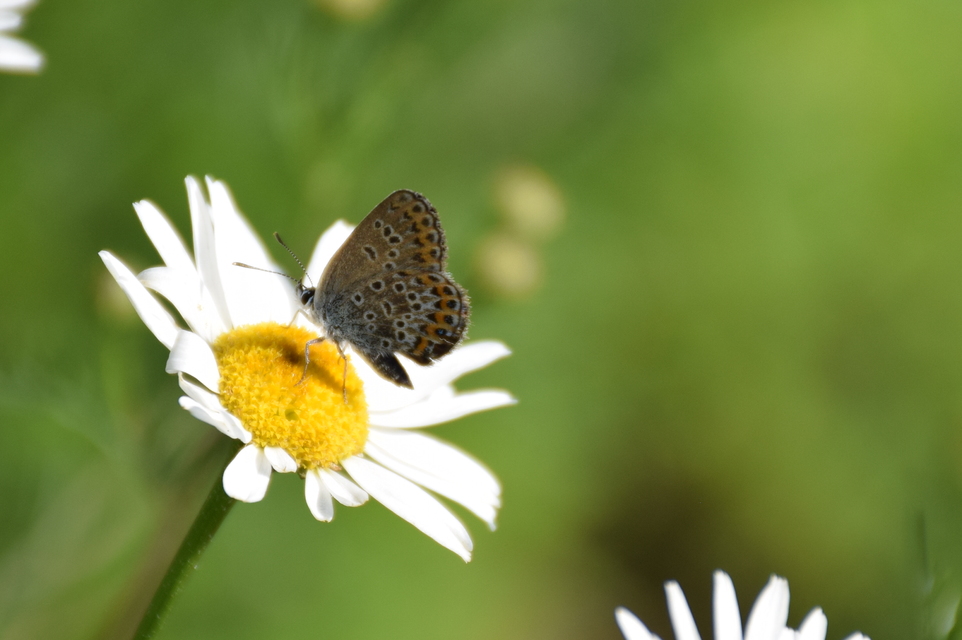 Plebejus argus - ezüstös boglárka