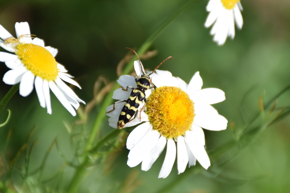 Echinocerus floralis - lucerna-darázscincér