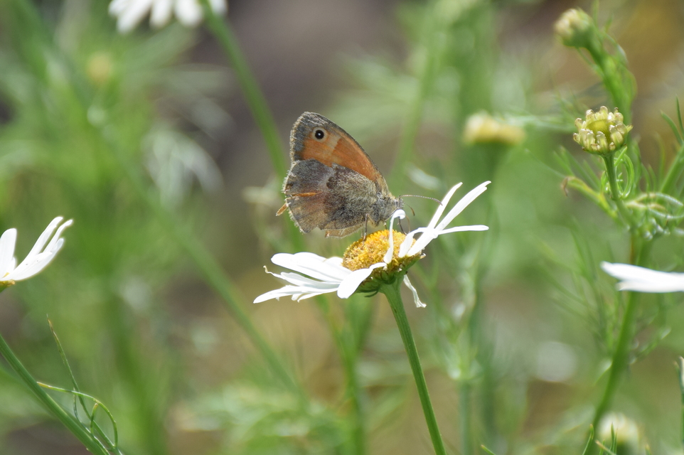 Coenonympha pamphilus - kis szénalepke