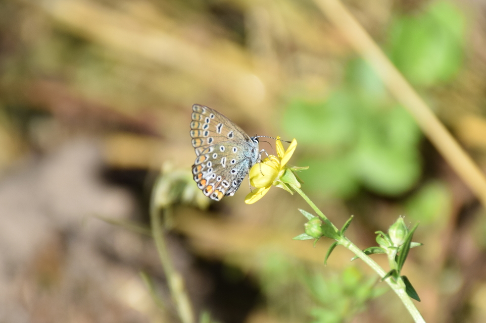 Polyommatus icarus - közönséges boglárka