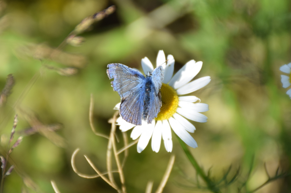 Polyommatus icarus - közönséges boglárka