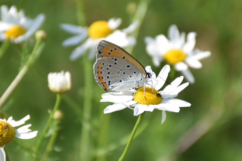 Lycaena dispar rutilus - nagy tűzlepke