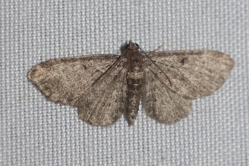 Pasiphila