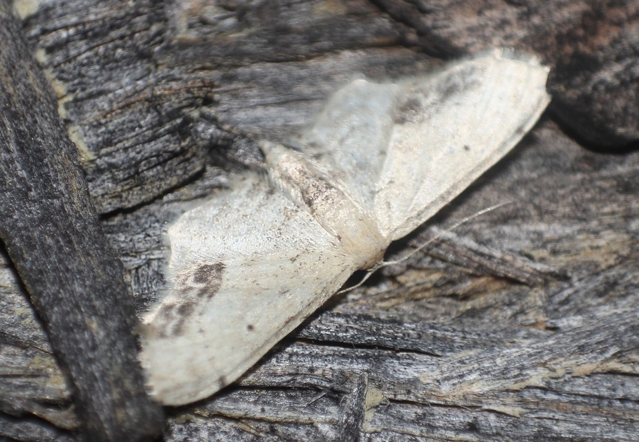Idaea dimidiata - gyakori apróaraszoló