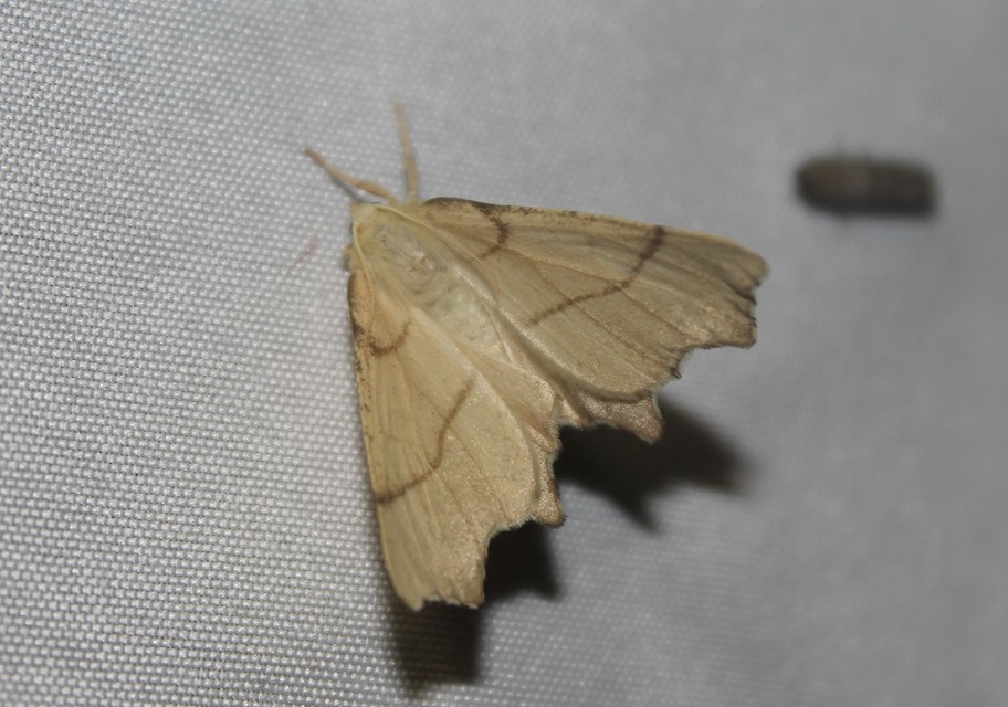 Ennomos erosaria - hársfa-levélaraszoló