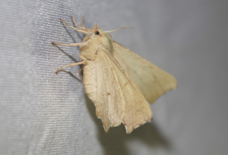 Ennomos erosaria - hársfa-levélaraszoló