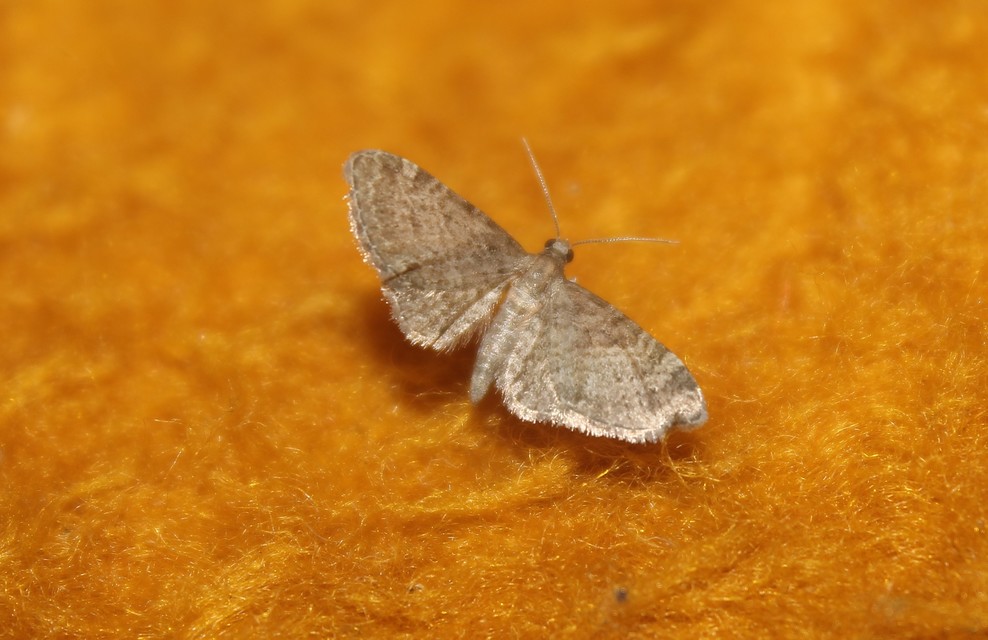 Eupithecia