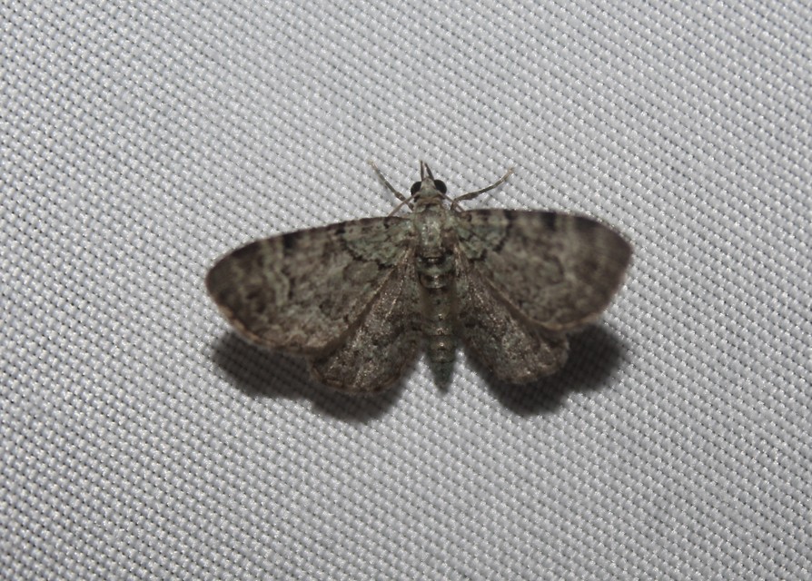 Pasiphila rectangulata - almavirág-araszoló
