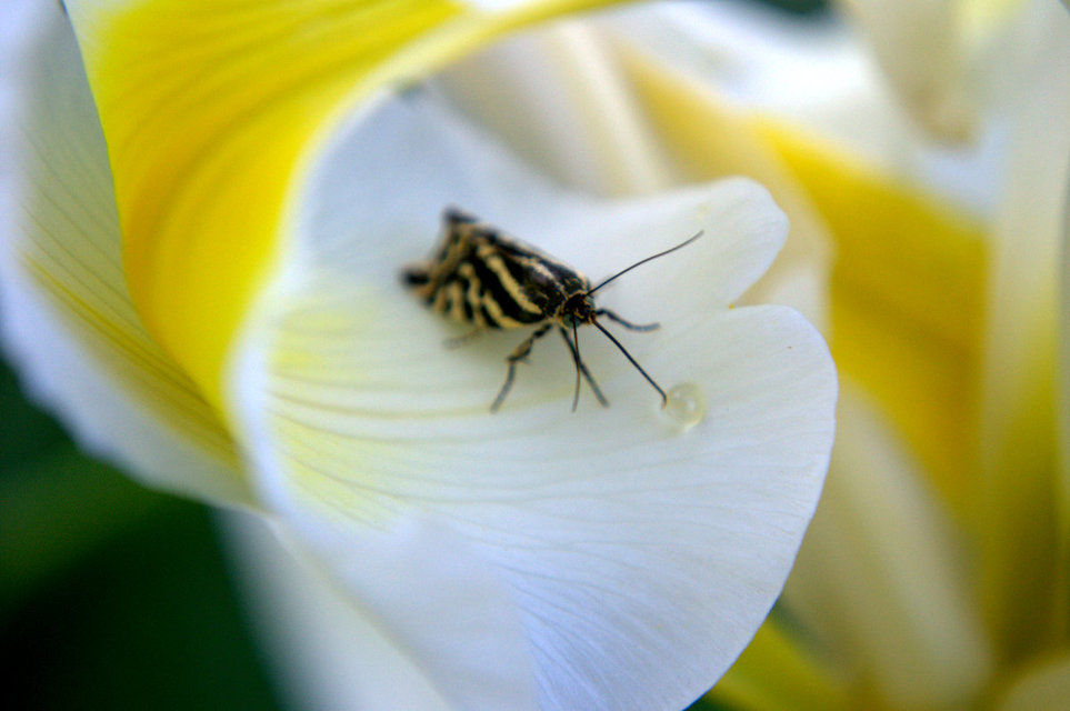 Emmelia trabealis - zebrabagoly