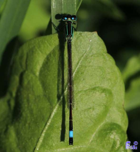 Ischnura elegans pontica - kéköves légivadász