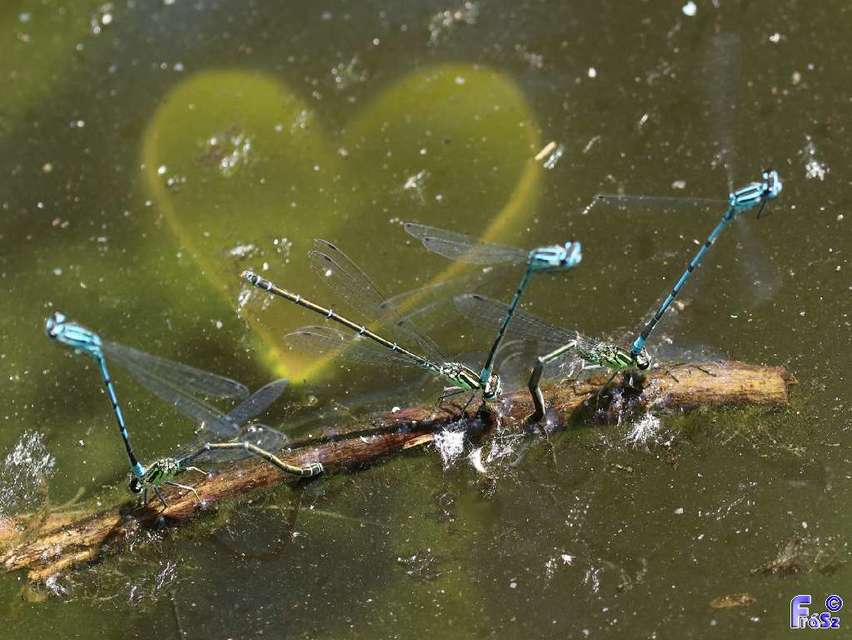 Coenagrion puella - azúrkék légivadász