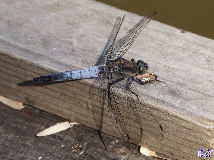 Orthetrum cancellatum - feketefarkú pásztorszitakötő
