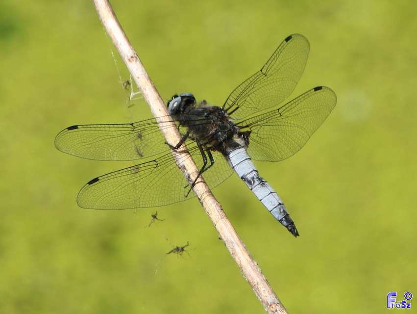 Libellula fulva - kisfoltos laposacsa