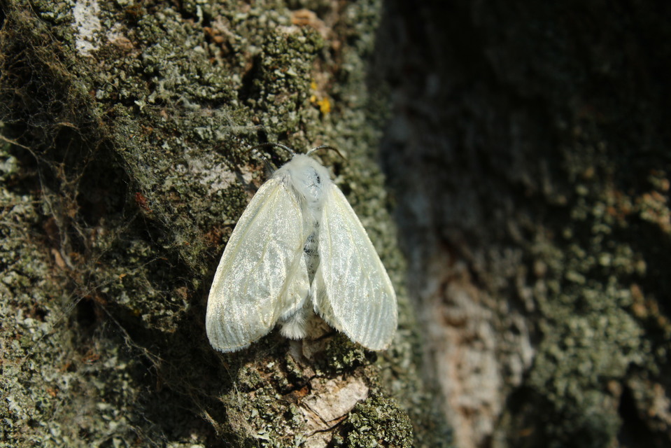 Leucoma salicis - fűzfaszövő