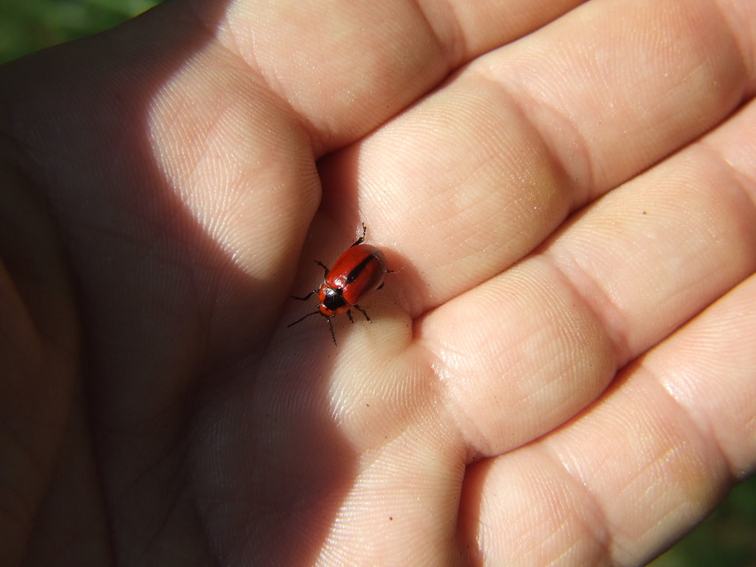 Entomoscelis dorsalis - hérics-honvédbogár