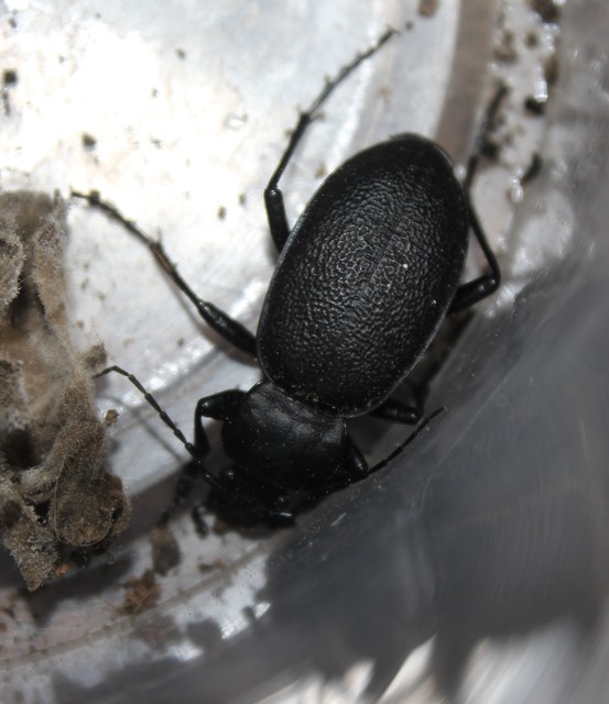 Carabus coriaceus - bőrfutrinka Carabus coriaceus - bőrfutrinka