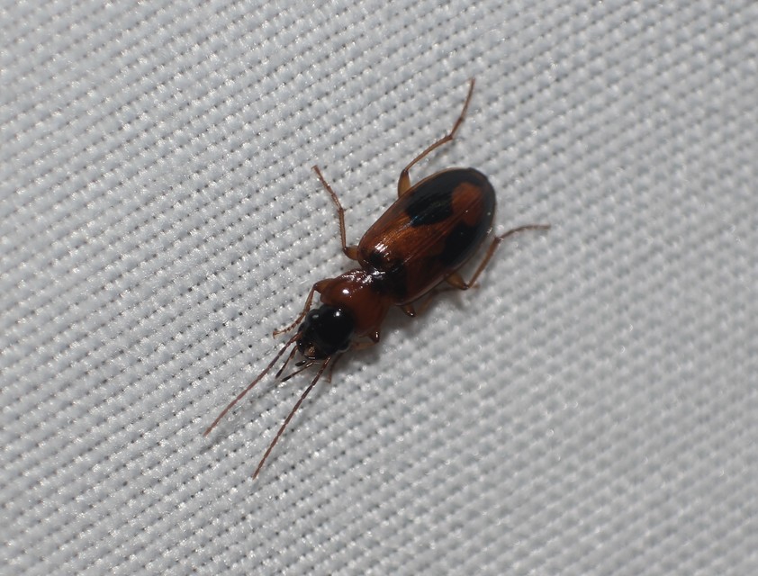 Badister meridionalis - közönséges posványfutonc