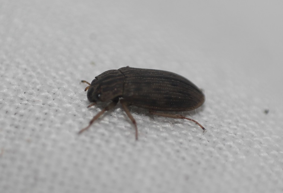 Helophorus Helophorus