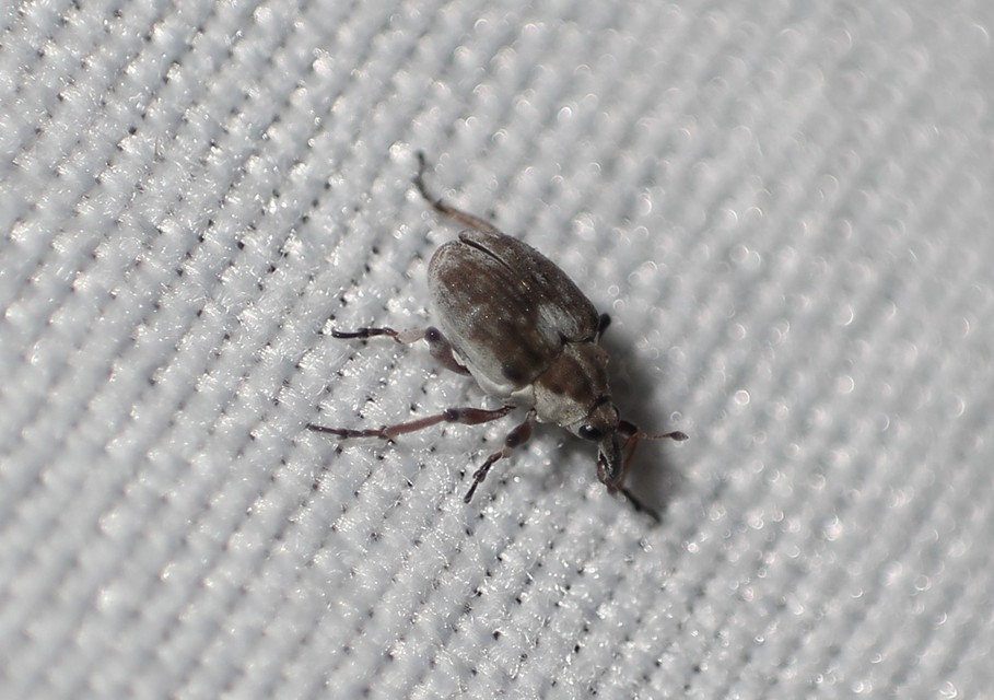 Phytobius leucogaster - süllőhínár-ormányos
