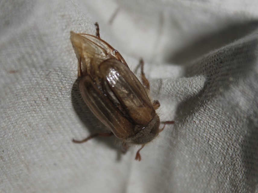 Amphimallon solstitiale - bordás sárgacserebogár
