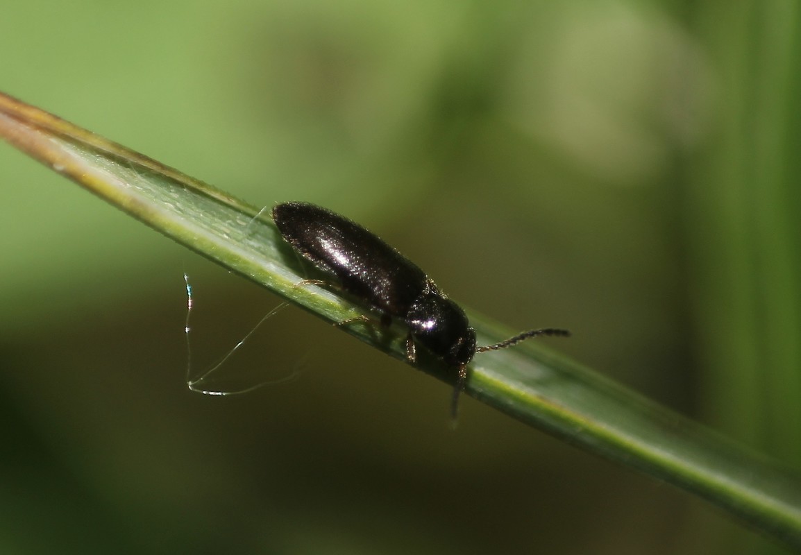 Adrastus montanus - hegyi cserjepattanó
