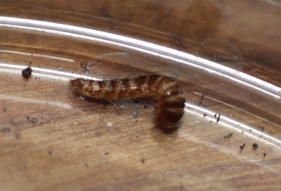 Attagenus