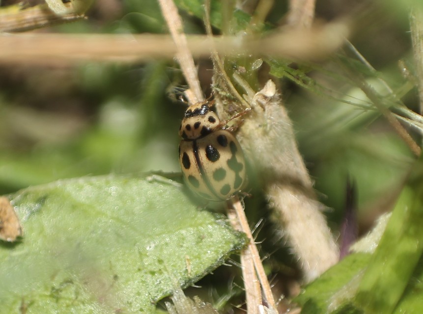 Tytthaspis sedecimpunctata - tizenhatpettyes katica