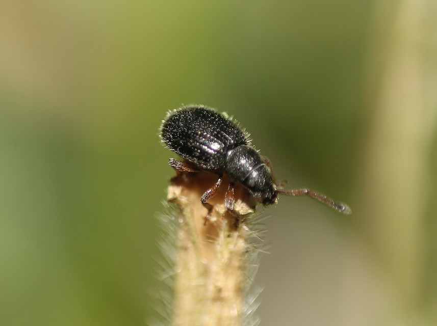 Brachysomus erinaceus - ritkaszőrű gyepormányos Brachysomus erinaceus - ritkaszőrű gyepormányos