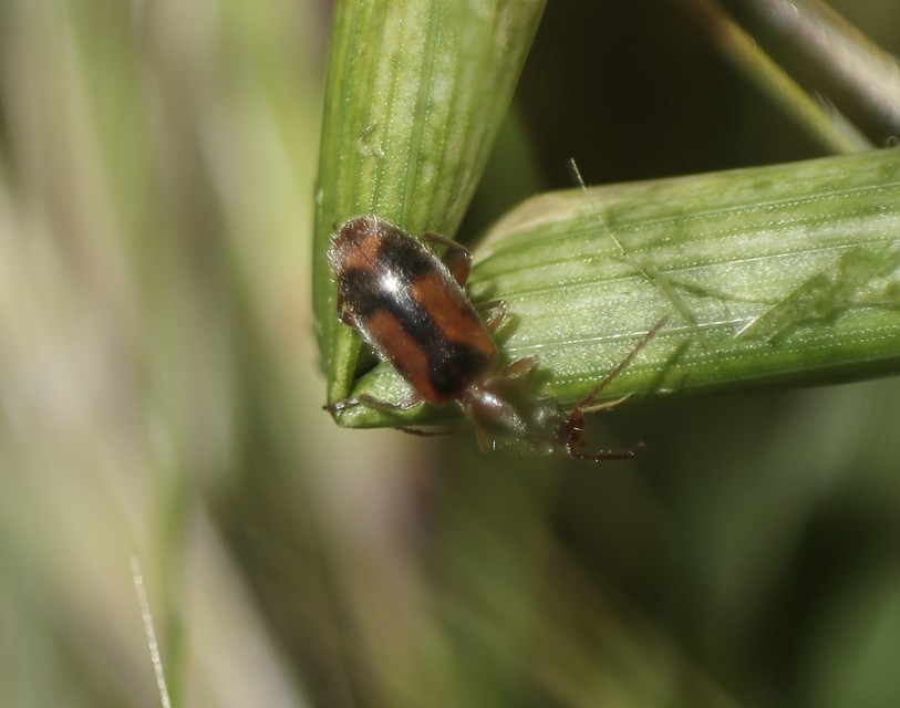 Notoxus monoceros - sárgahasú nyakszarvúbogár