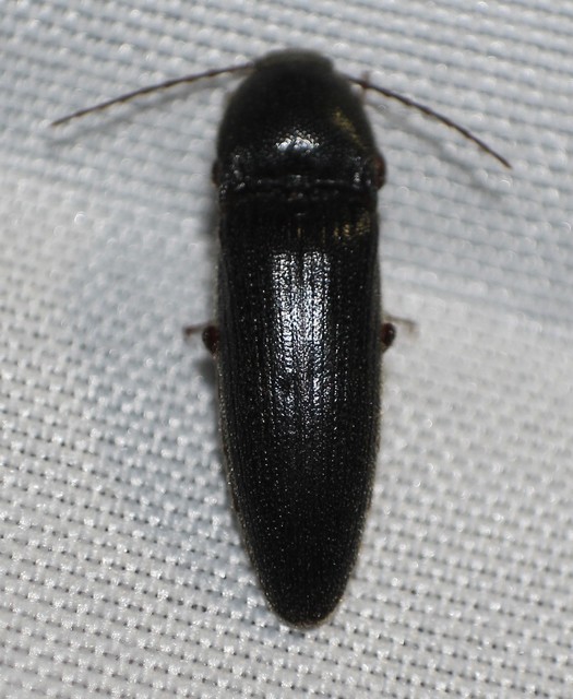 Melanotus