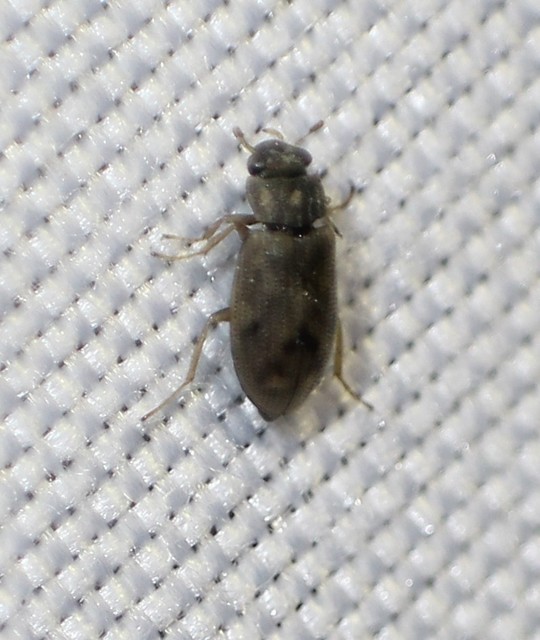 Helophorus Helophorus