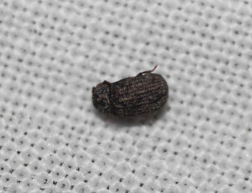 Eledona agricola