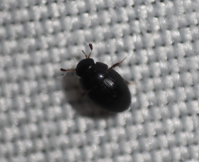 Cercyon Cercyon