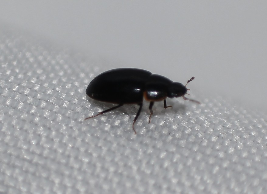 Cymbiodyta marginella - szegélyes csibor