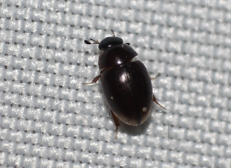 Cercyon Cercyon