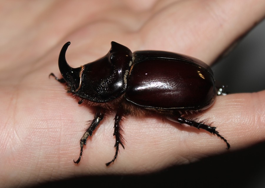 Oryctes nasicornis - orrszarvú bogár
